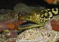 Enchelycore anatina, Canary Islands by Mariano Mañas 